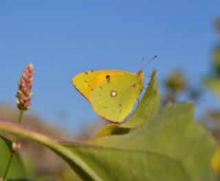 Sar Azamet (Colias croceus)