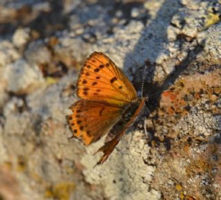 Kk Ate Gzeli (Lycaena thersamon)