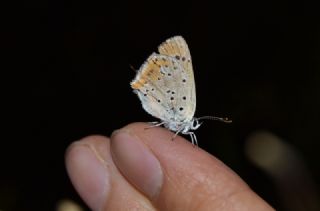 Kk Ate Gzeli (Lycaena thersamon)