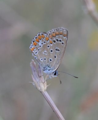 okgzl Mavi (Polyommatus icarus)