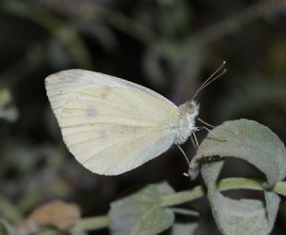 Kk Beyazmelek (Pieris rapae)