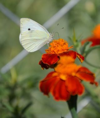 Kk Beyazmelek (Pieris rapae)