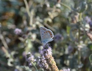 okgzl Mavi (Polyommatus icarus)