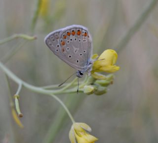okgzl Mavi (Polyommatus icarus)