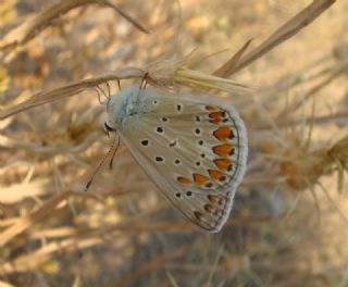 okgzl Mavi (Polyommatus icarus)