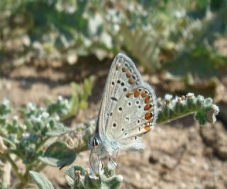 okgzl Mavi (Polyommatus icarus)