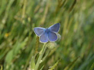 okgzl Mavi (Polyommatus icarus)