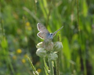 okgzl Mavi (Polyommatus icarus)