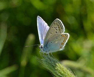 okgzl Mavi (Polyommatus icarus)