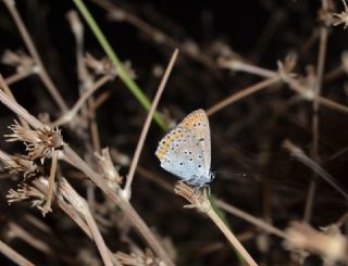 okgzl Mavi (Polyommatus icarus)