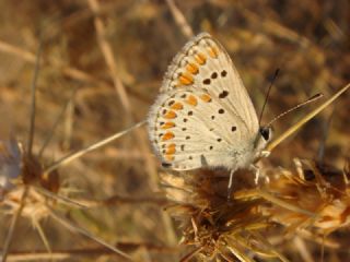 okgzl Esmer (Aricia agestis)