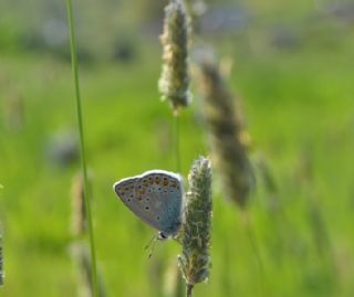 okgzl Mavi (Polyommatus icarus)