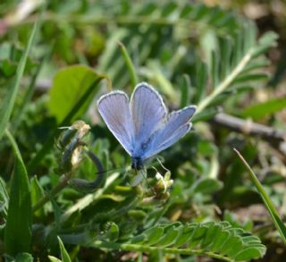 okgzl Mavi (Polyommatus icarus)