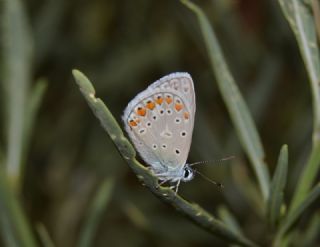 okgzl Mavi (Polyommatus icarus)