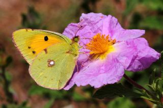 Sar Azamet (Colias croceus)
