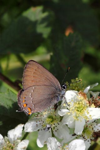Byk Sevbeni (Satyrium ilicis)