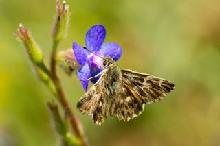 Hatmi Zpzp (Carcharodus alceae)