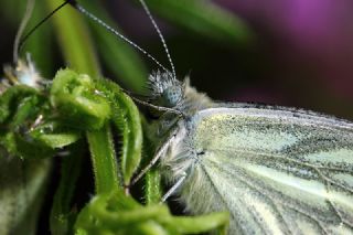 Yalanc Beyazmelek (Pieris pseudorapae)