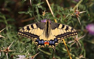 Krlangkuyruk (Papilio machaon)