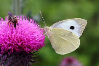 Yalanc Beyazmelek (Pieris pseudorapae)