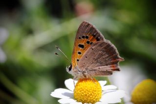 Benekli Bakr Gzeli (Lycaena phlaeas)