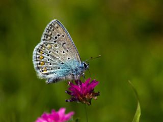 okgzl Mavi (Polyommatus icarus)