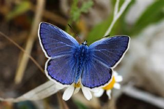 okgzl Mavi (Polyommatus icarus)