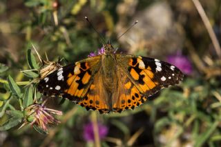 Diken Kelebei (Vanessa cardui)