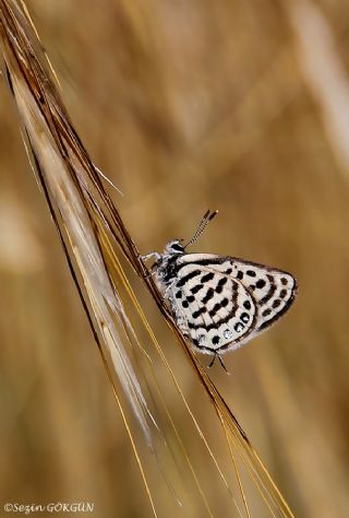 Balkan Kaplan (Tarucus balkanicus)