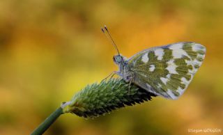 Yeni Beneklimelek (Pontia edusa)