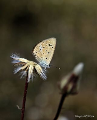 Anormal okgzl (Polyommatus admetus)