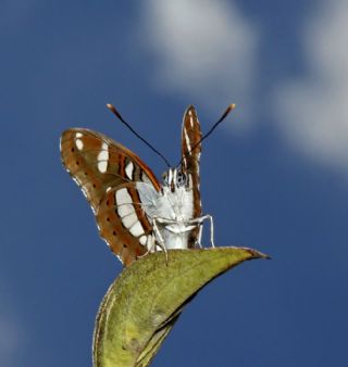 Akdeniz Hanmeli Kelebei (Limenitis reducta)