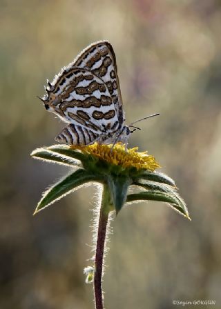 eytanck (Cigaritis acamas)