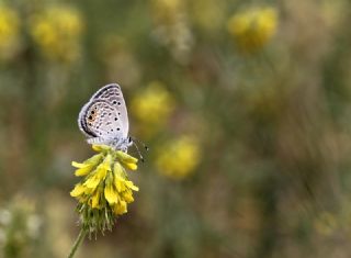 Mcevher Kelebei (Chilades trochylus)