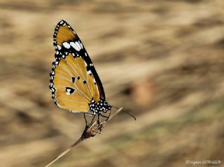 Sultan (Danaus chrysippus)