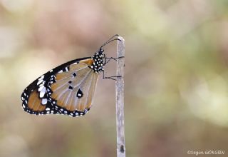 Sultan (Danaus chrysippus)