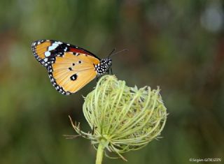 Sultan (Danaus chrysippus)