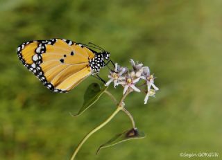 Sultan (Danaus chrysippus)