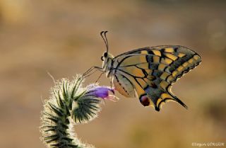 Krlangkuyruk (Papilio machaon)