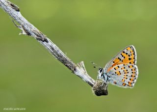 Anadolu Gelincii (Tomares nogelii)