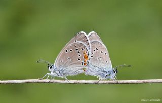 okgzl Gzel Mavi (Polyommatus bellis)