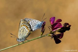 Gm Lekeli Esmergz (Plebejus argus)