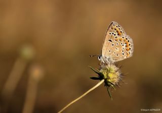 okgzl Meneke Mavisi (Polyommatus thersites)