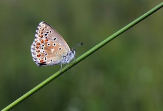 okgzl Gk Mavisi (Polyommatus bellargus)