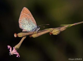 Karagz Mavisi (Glaucopsyche alexis)