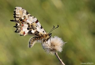 Sultan (Danaus chrysippus)