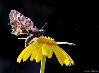 Orman Fistosu (Allancastria  cerisyi)