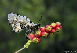 Orman Fistosu (Allancastria  cerisyi)