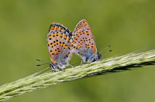 Akbes Gelincii (Tomares nesimachus)