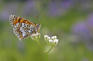 parhan (Melitaea cinxia)